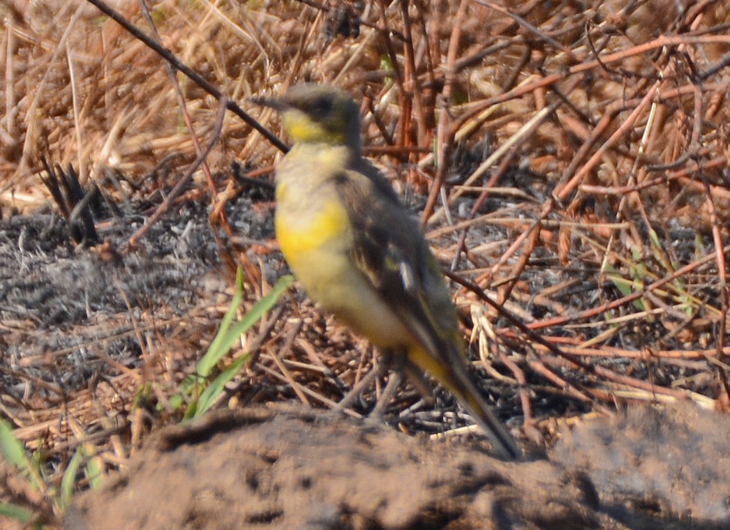Western Yellow Wagtail - ML420714111