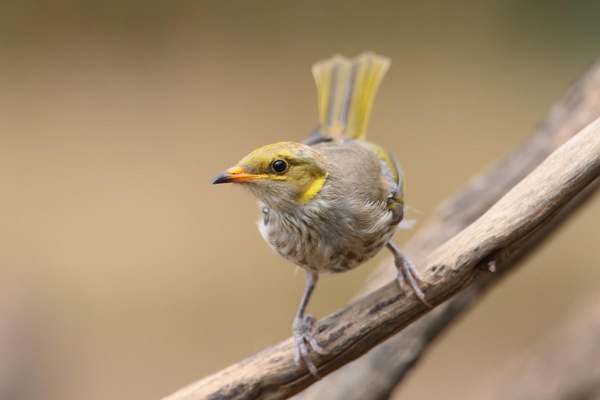 Yellow-plumed Honeyeater - Ian Melbourne