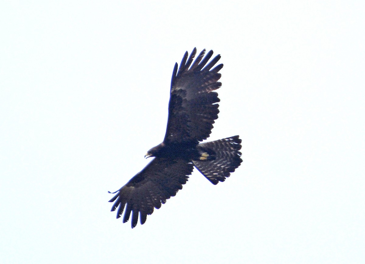 Black Eagle - ML420714701