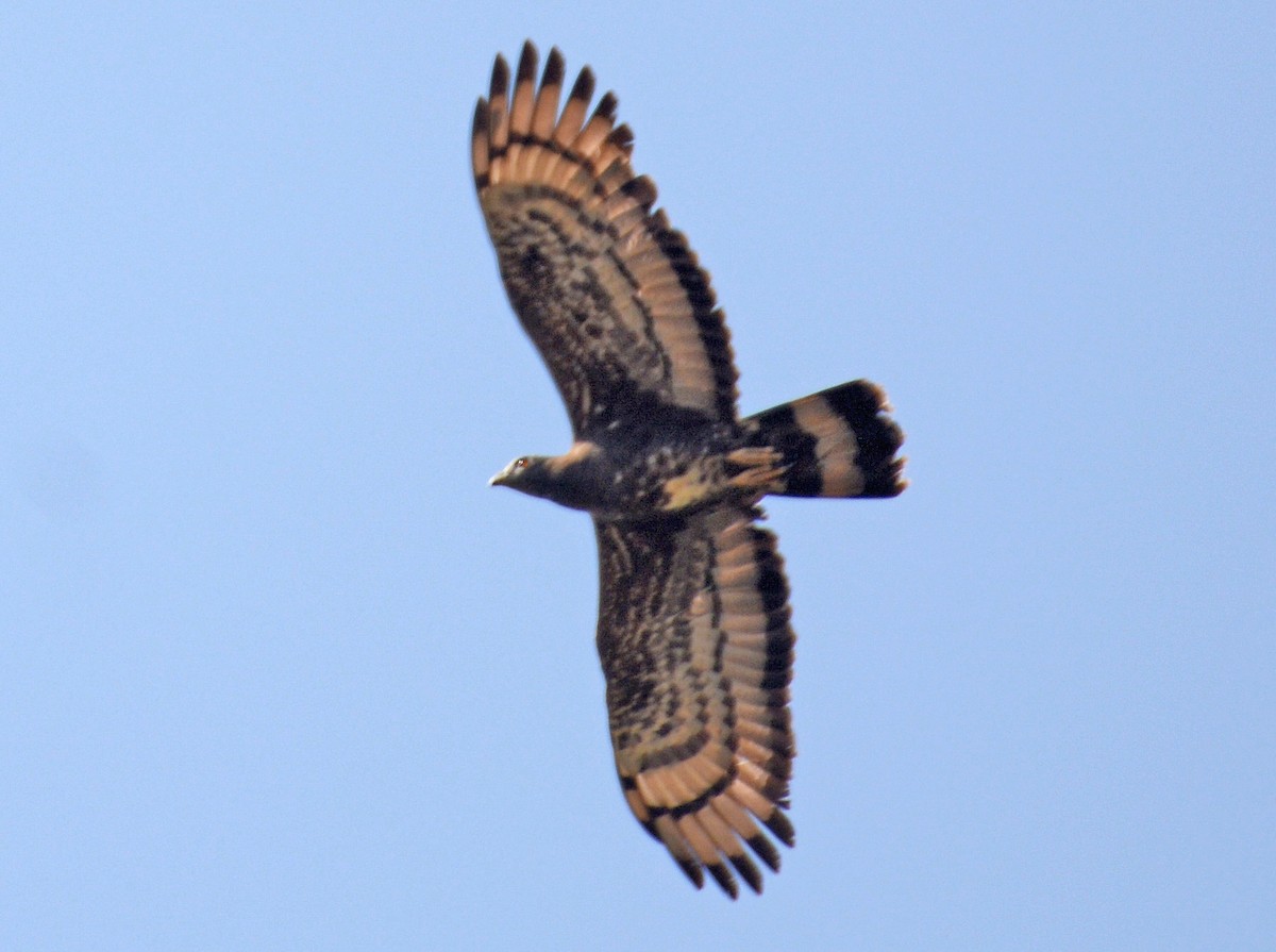 Oriental Honey-buzzard - ML420714731