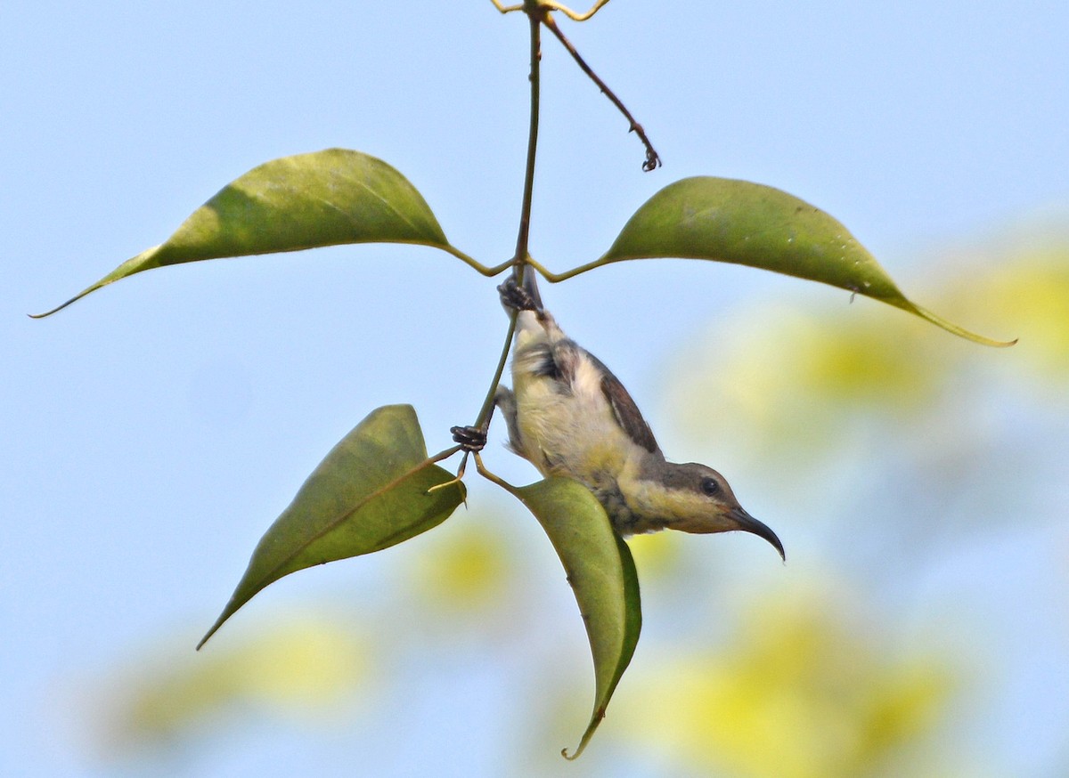 Purple Sunbird - ML420715081