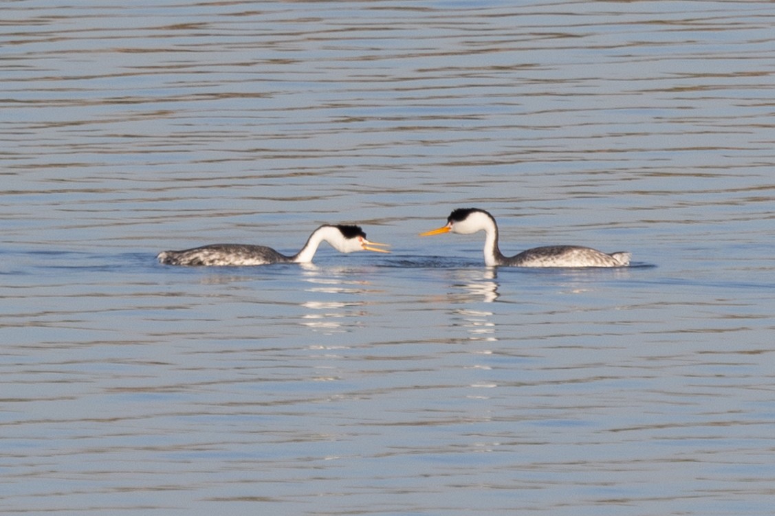 Clark's Grebe - ML420715871