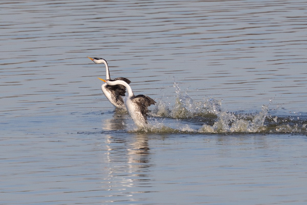 Clark's Grebe - ML420715891