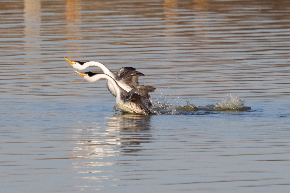 Clark's Grebe - ML420715901