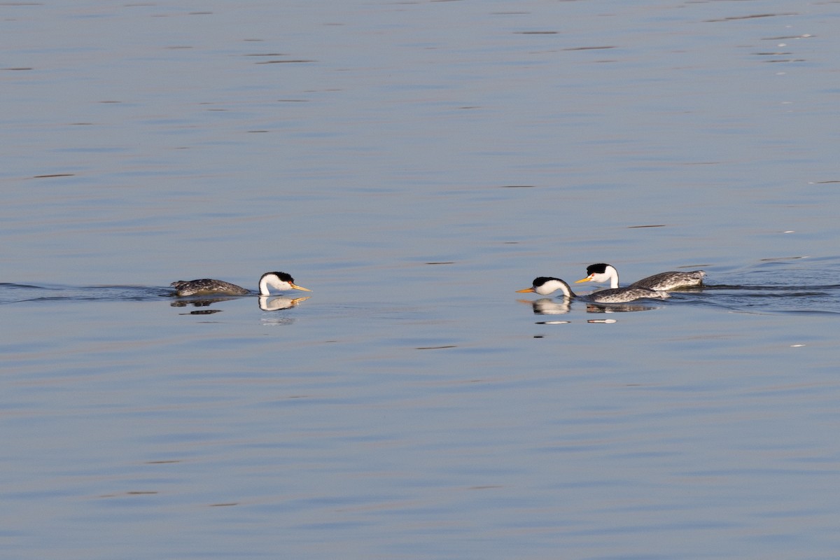 Clark's Grebe - ML420715921