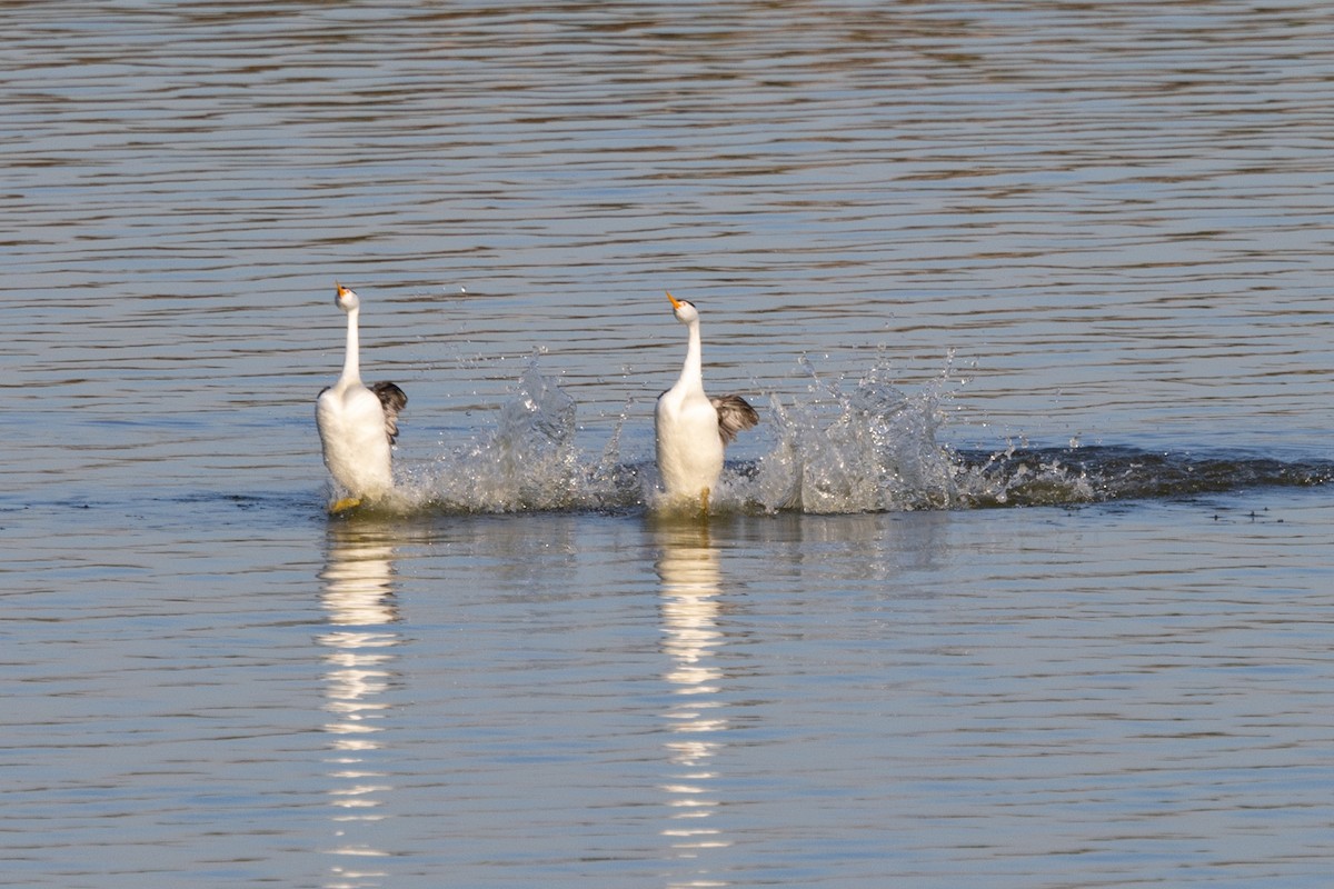 Clark's Grebe - ML420715931