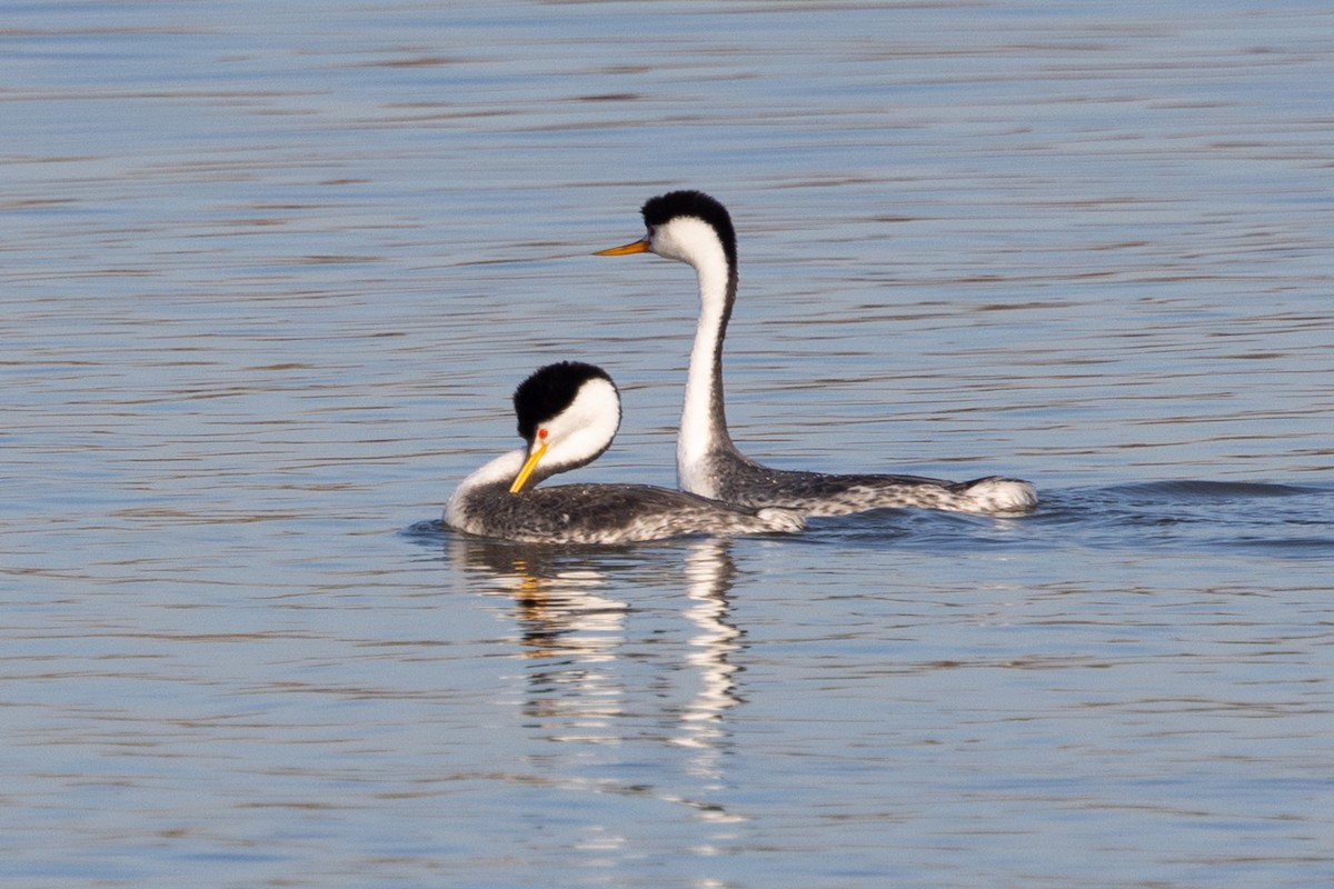 Clark's Grebe - Loni Ye