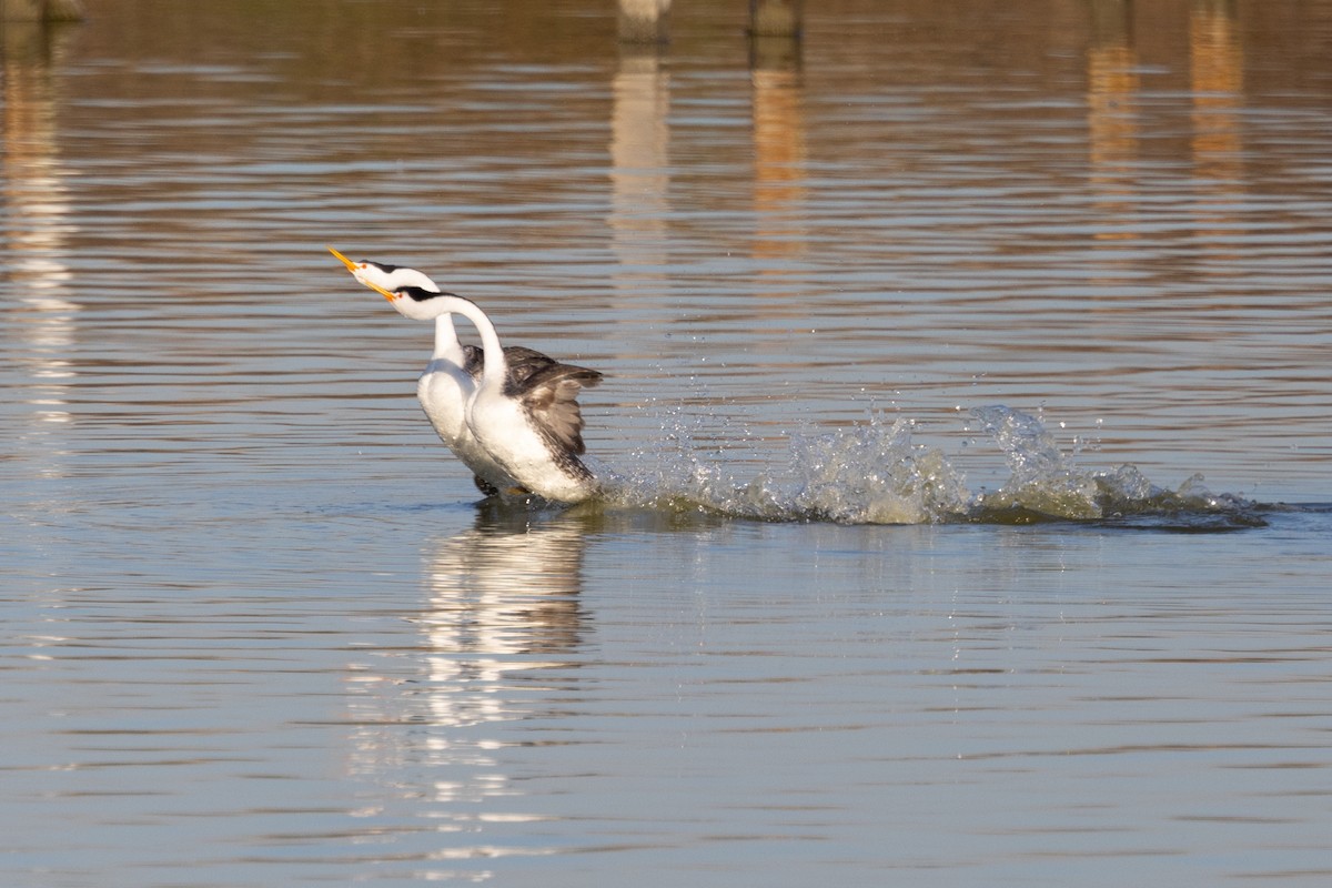 Clark's Grebe - ML420715961