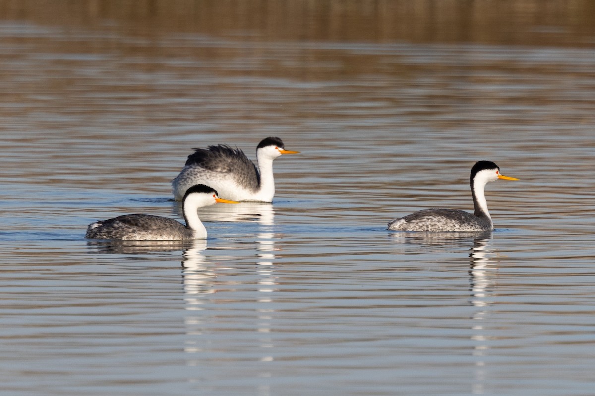 Clark's Grebe - ML420715971