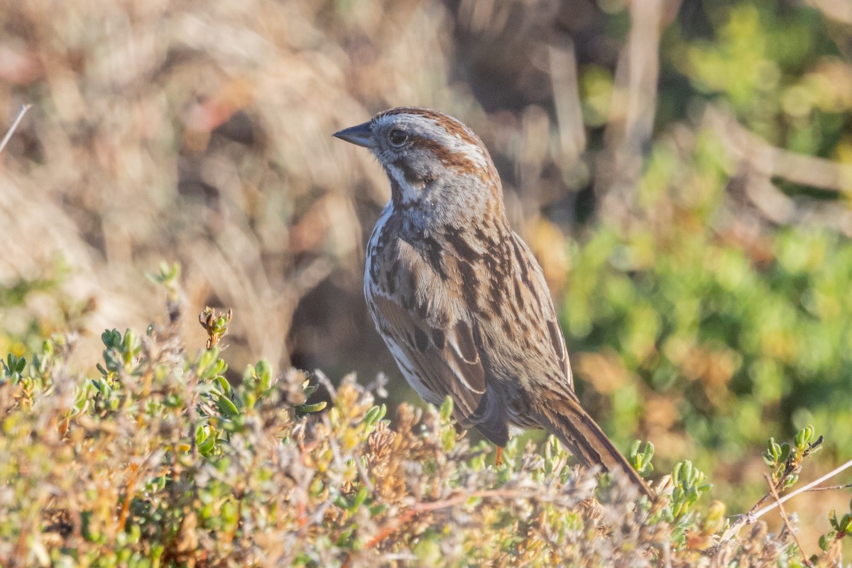 Song Sparrow - Loni Ye