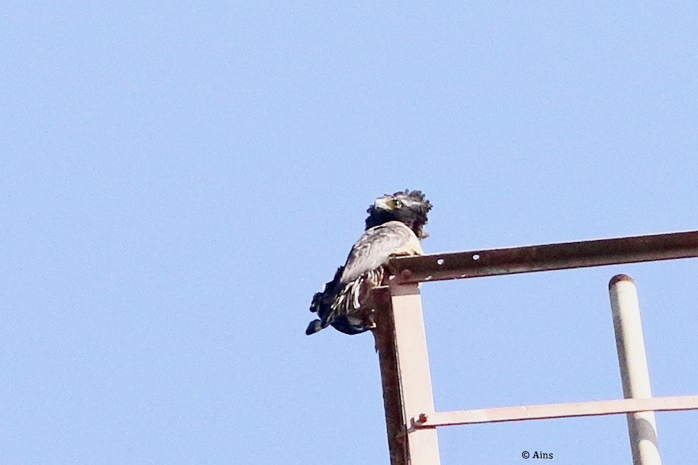 Crested Serpent-Eagle - ML420717281
