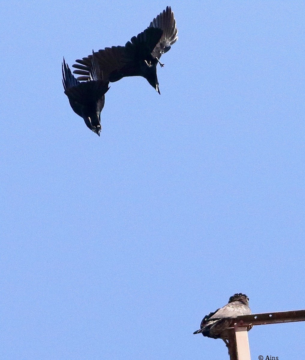 Crested Serpent-Eagle - ML420717331