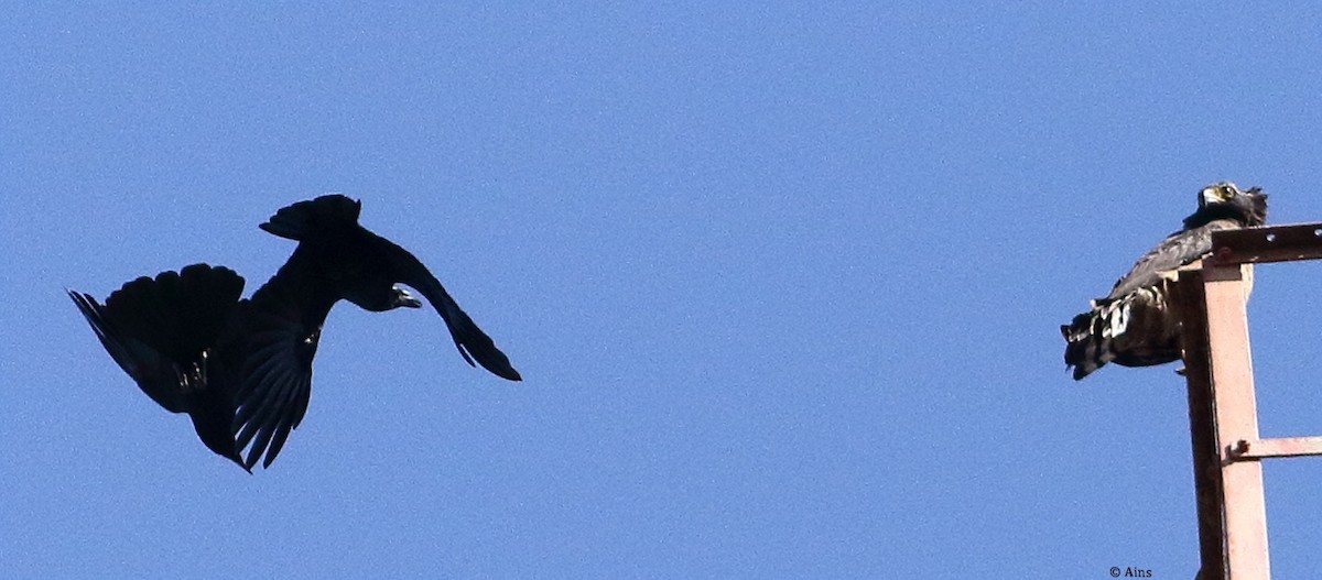 Crested Serpent-Eagle - ML420717431