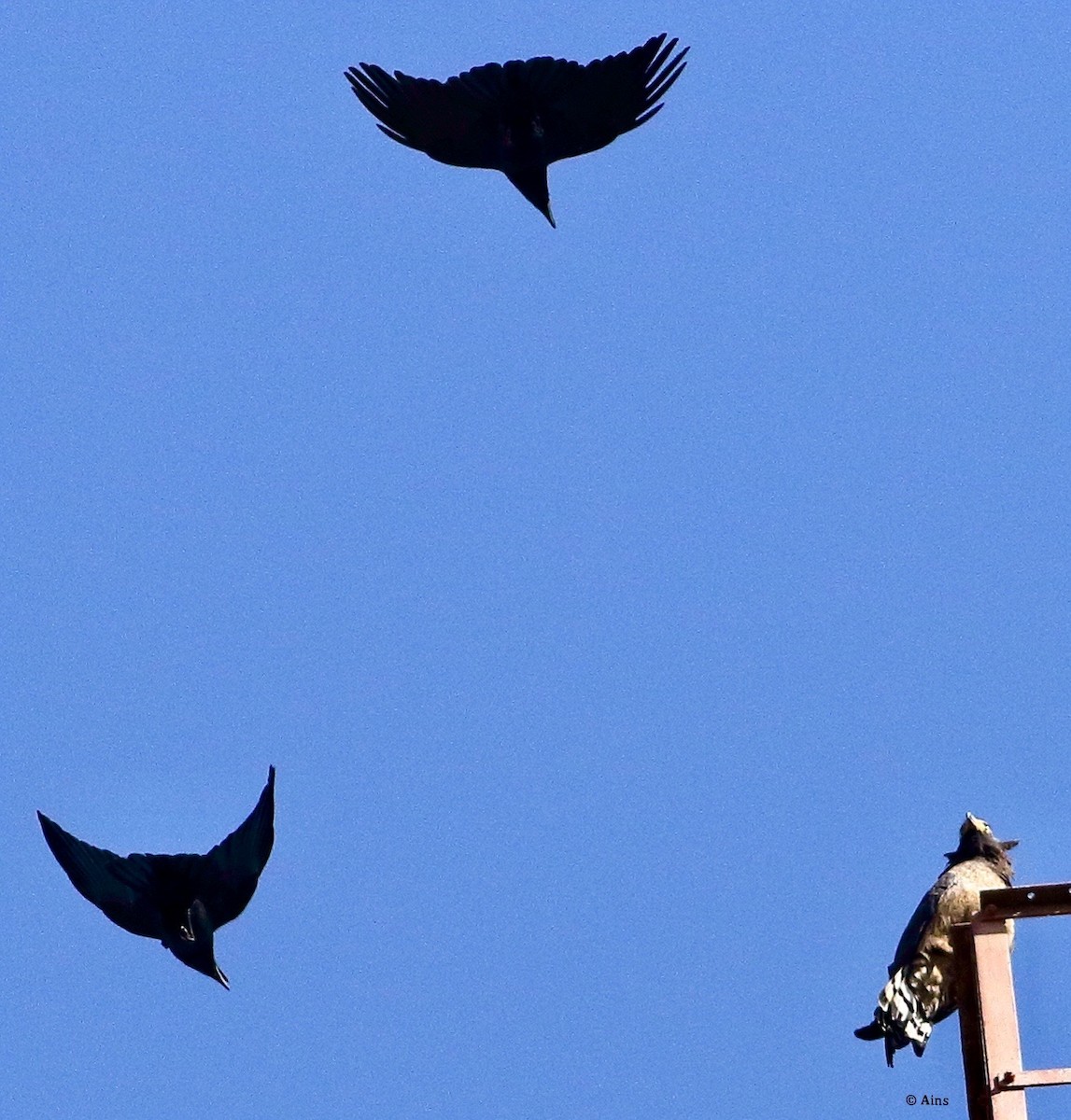 Crested Serpent-Eagle - ML420717441