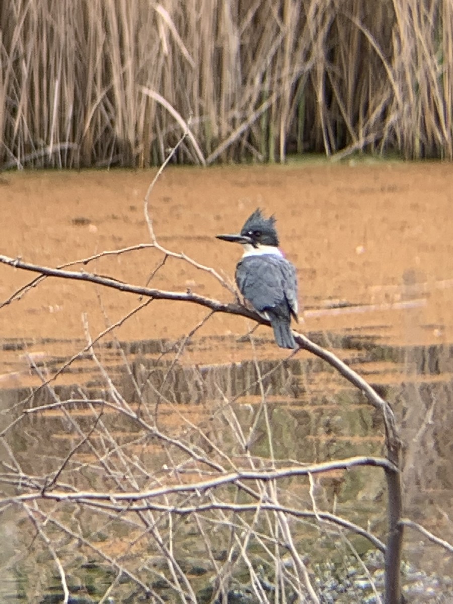 Martin-pêcheur d'Amérique - ML420718701