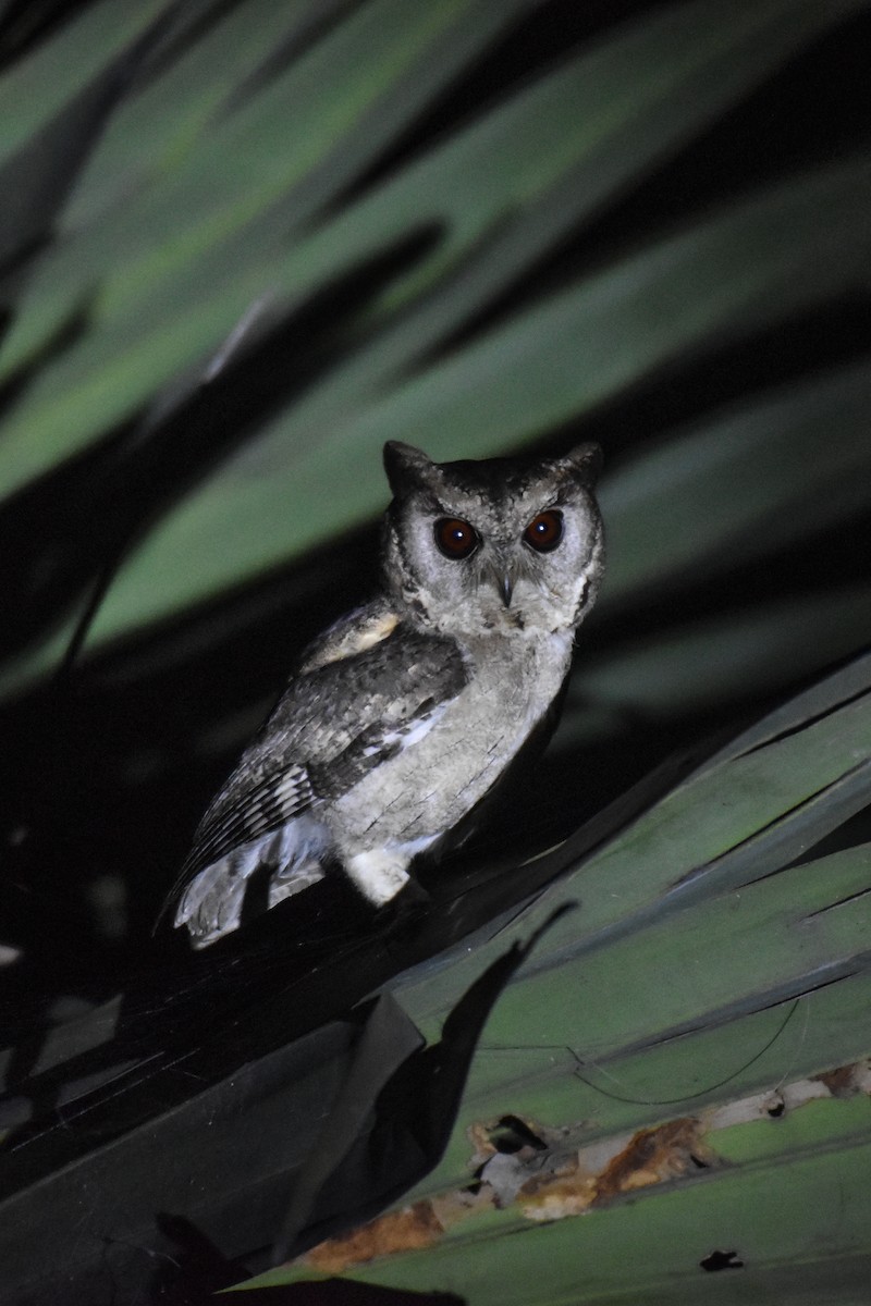 Indian Scops-Owl - ML420719681