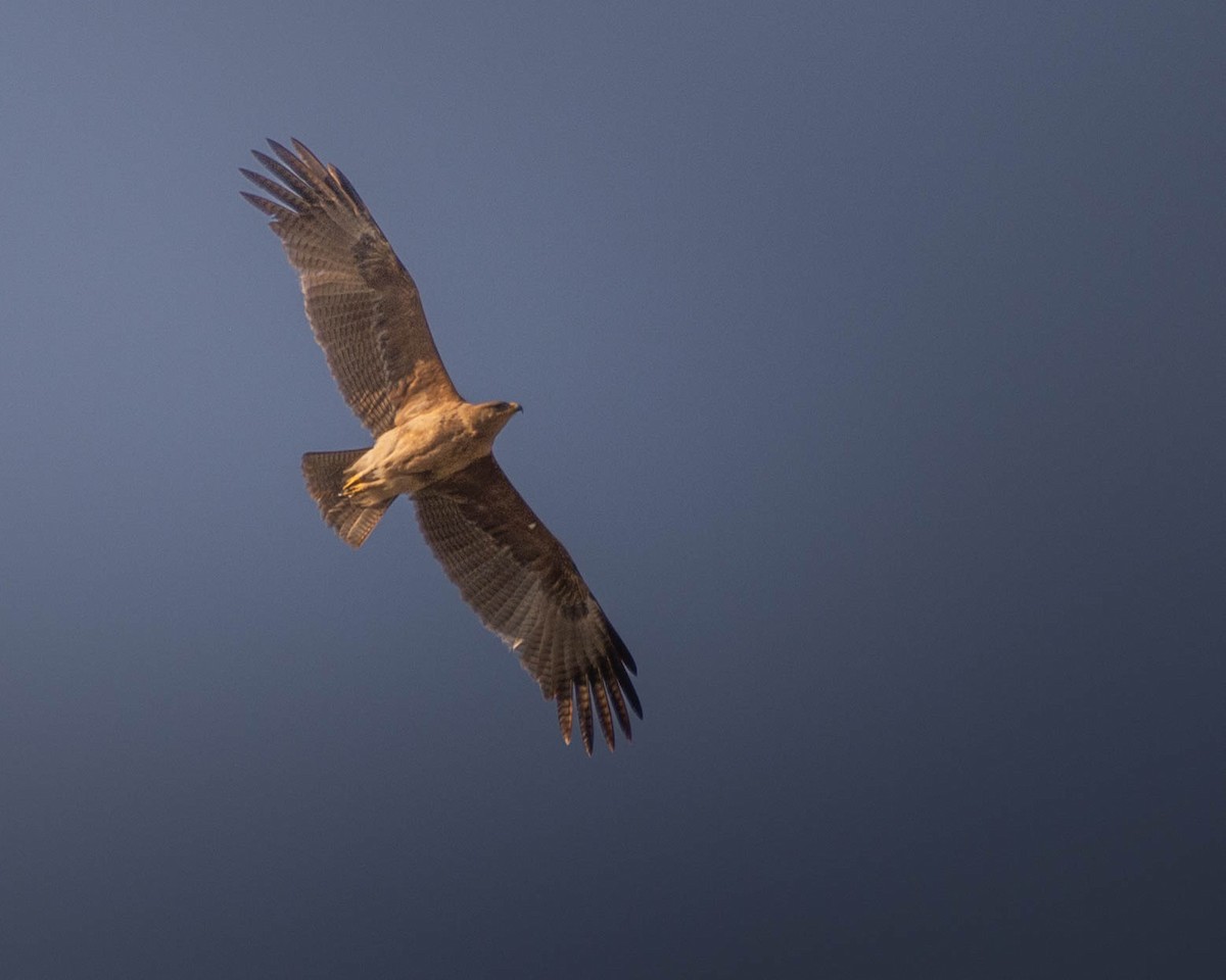 Indian Spotted Eagle - Anirudh Arun