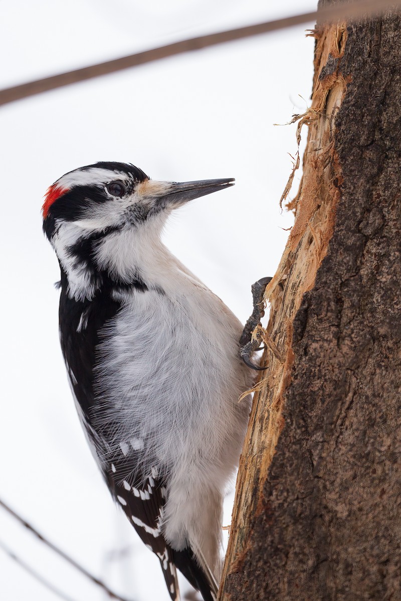 Hairy Woodpecker - ML420720361