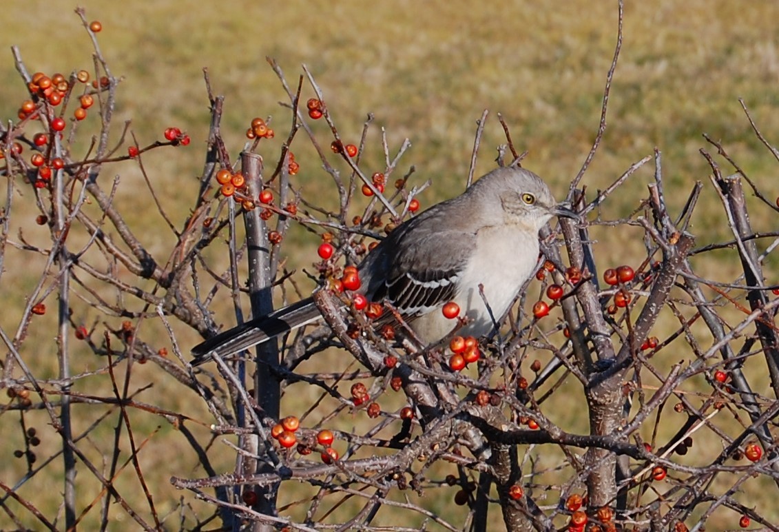 Northern Mockingbird - ML420722271