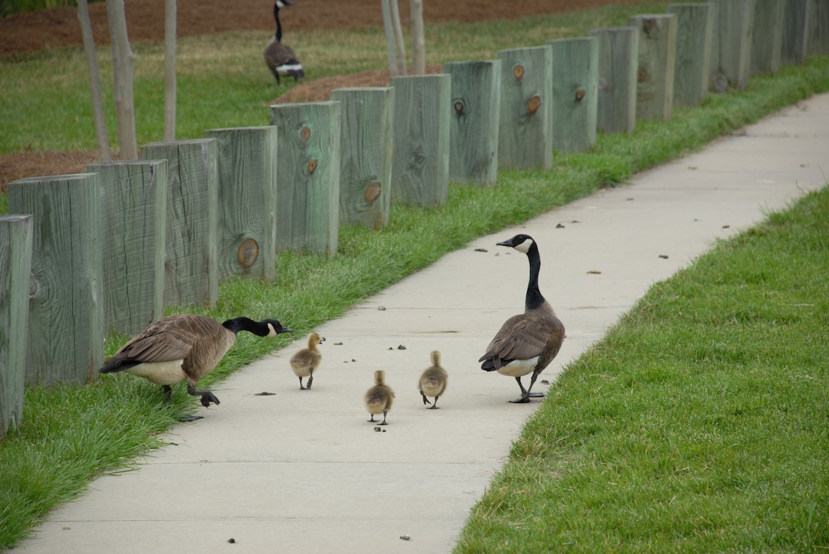 Canada Goose - ML420722281