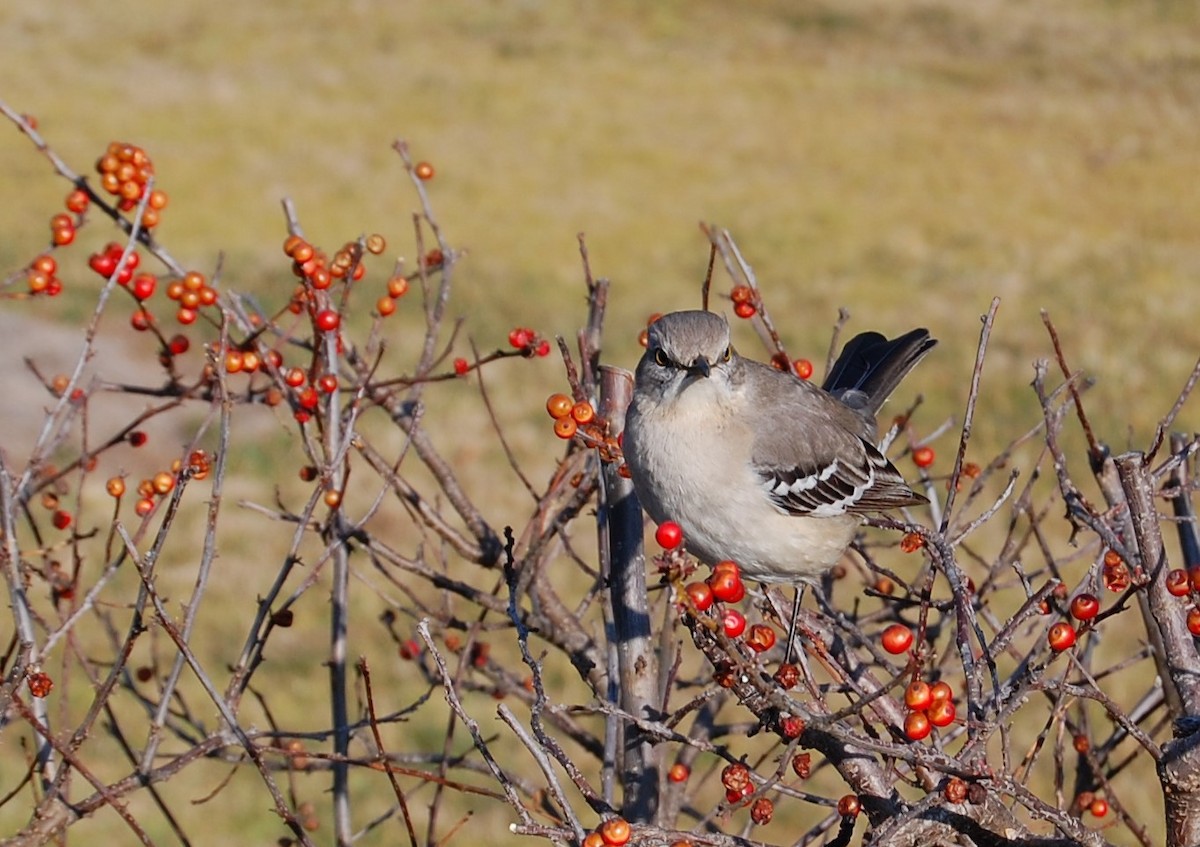 Northern Mockingbird - ML420722301