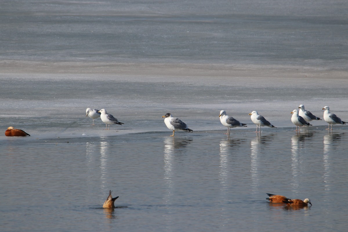 Pallas's Gull - ML420723351