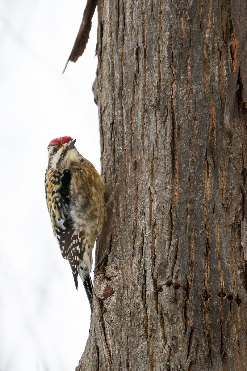 Yellow-bellied Sapsucker - ML420724141
