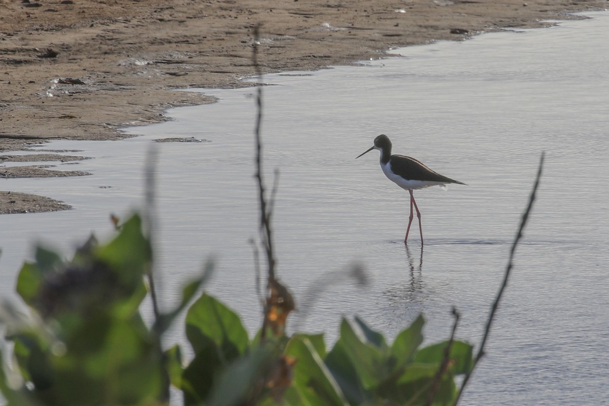 Cigüeñuela Cuellinegra (Hawaiana) - ML420726131