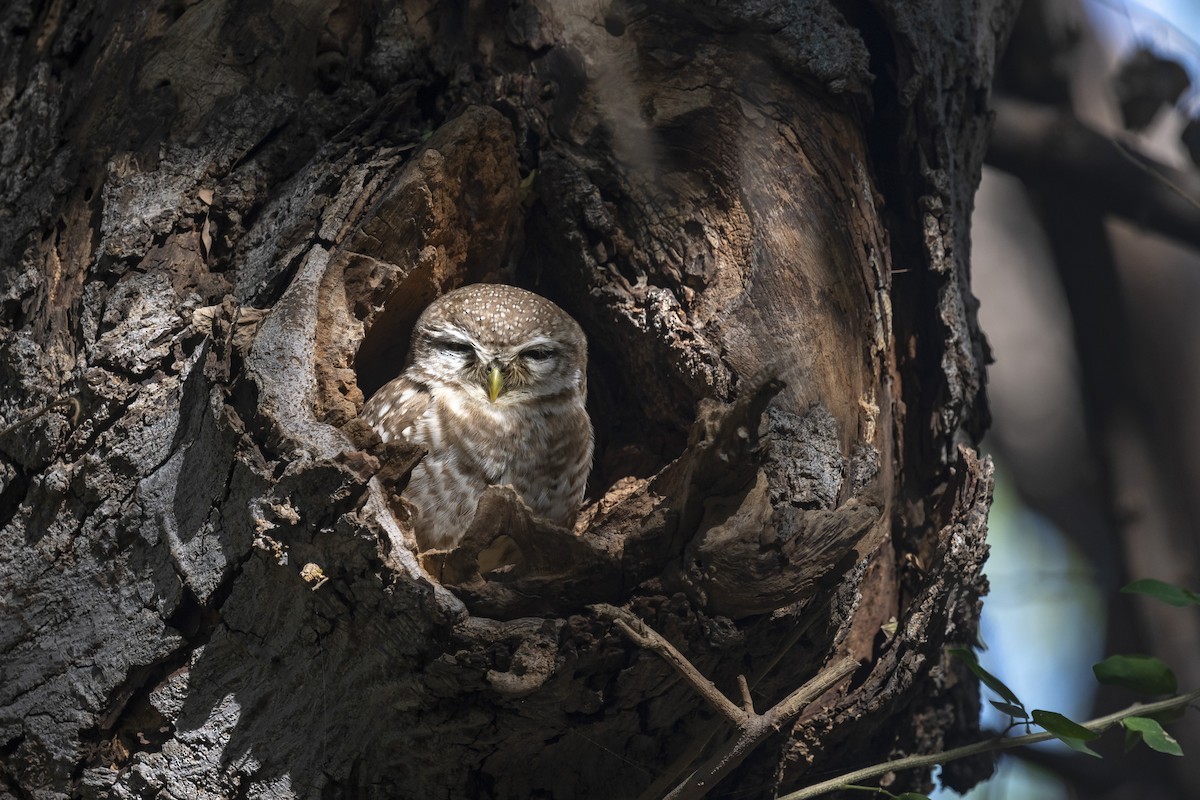 Spotted Owlet - Arijit Banerjee