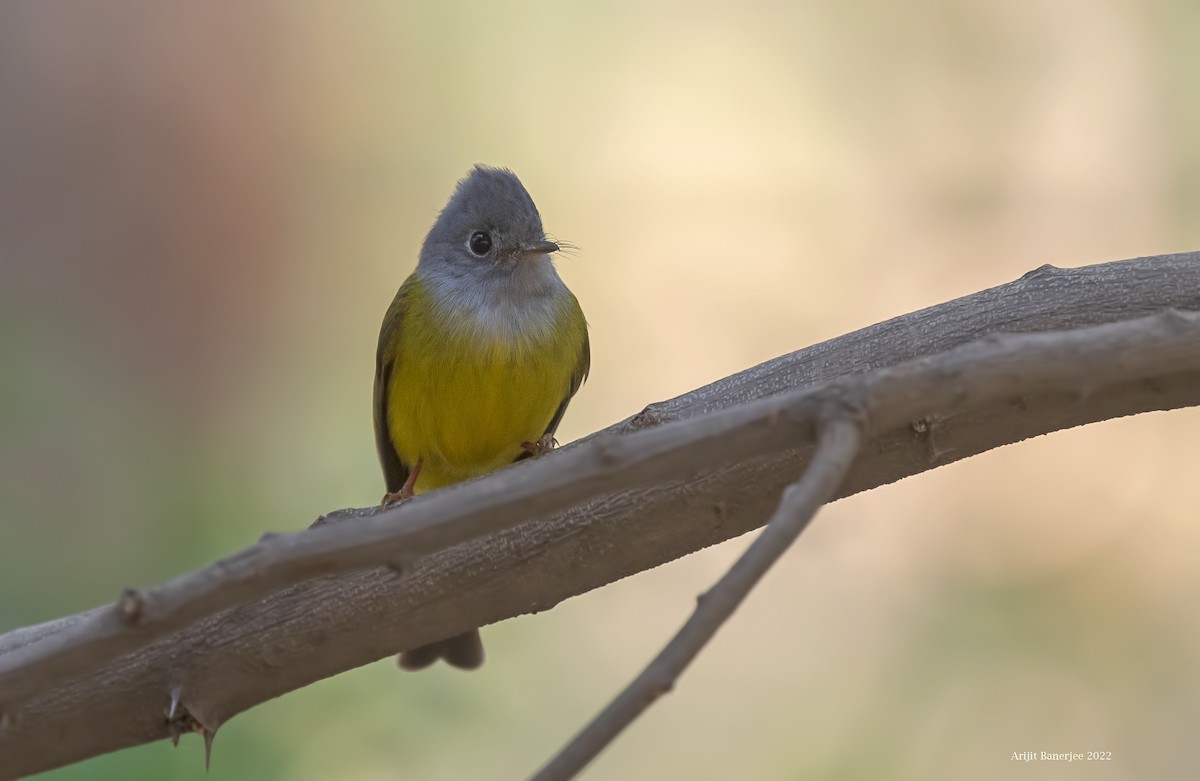 Gray-headed Canary-Flycatcher - Arijit Banerjee