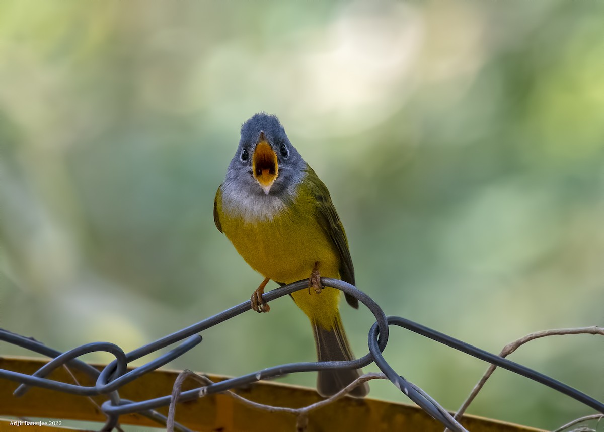 Gray-headed Canary-Flycatcher - ML420726281