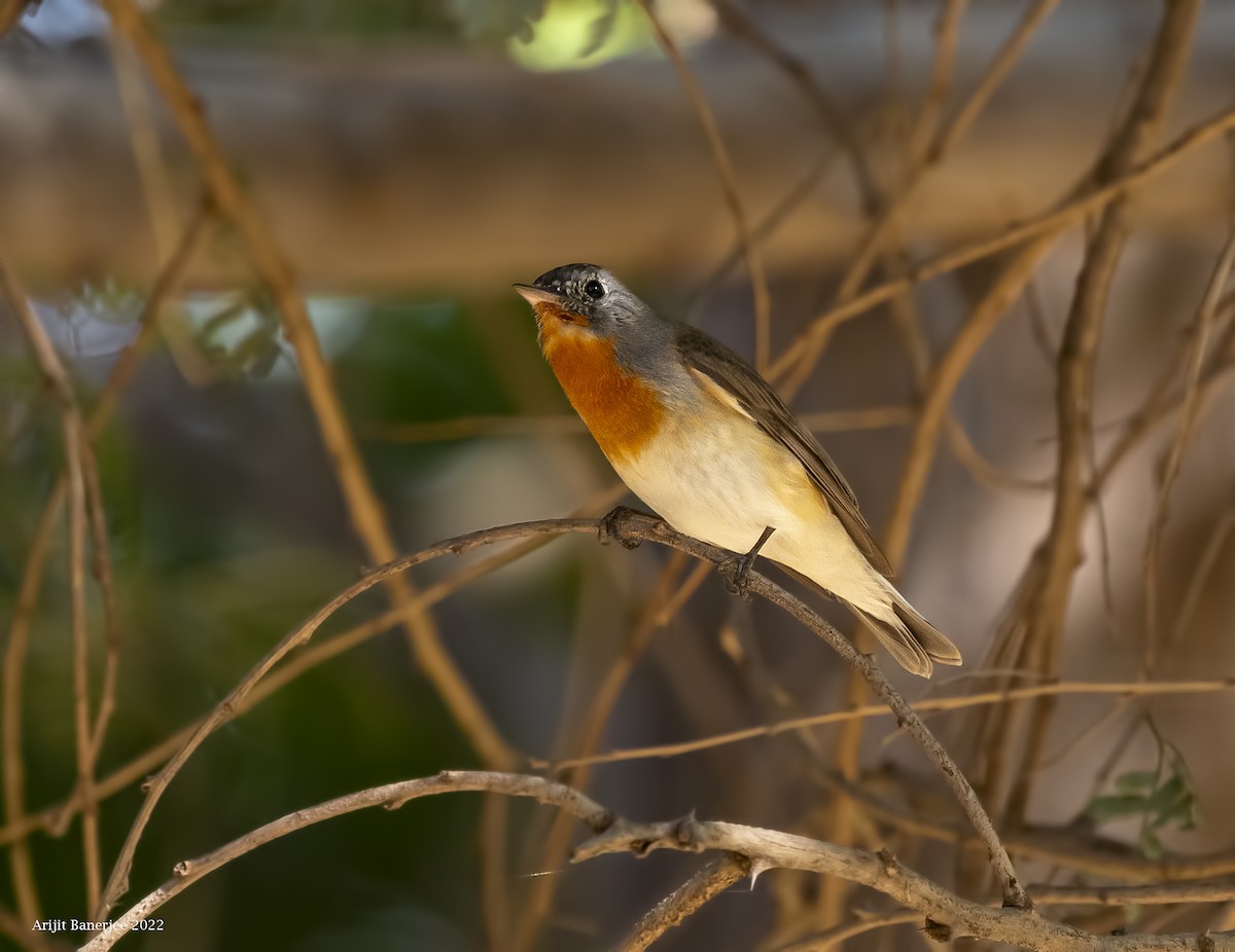 Red-breasted Flycatcher - Arijit Banerjee