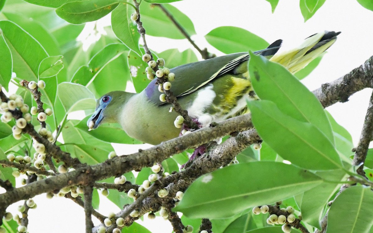 Yellow-vented Green-Pigeon - David Gandy