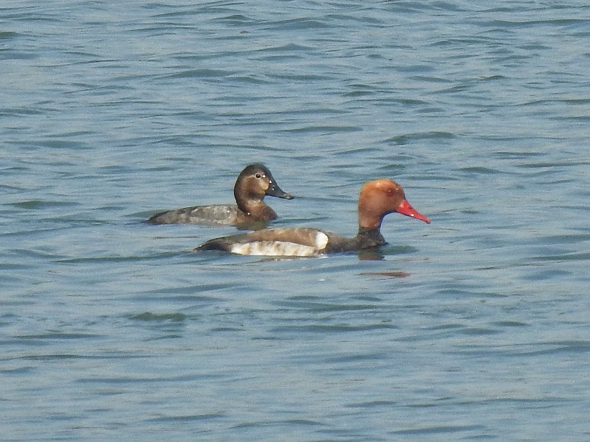 Red-crested Pochard - Sukhwant S Raj