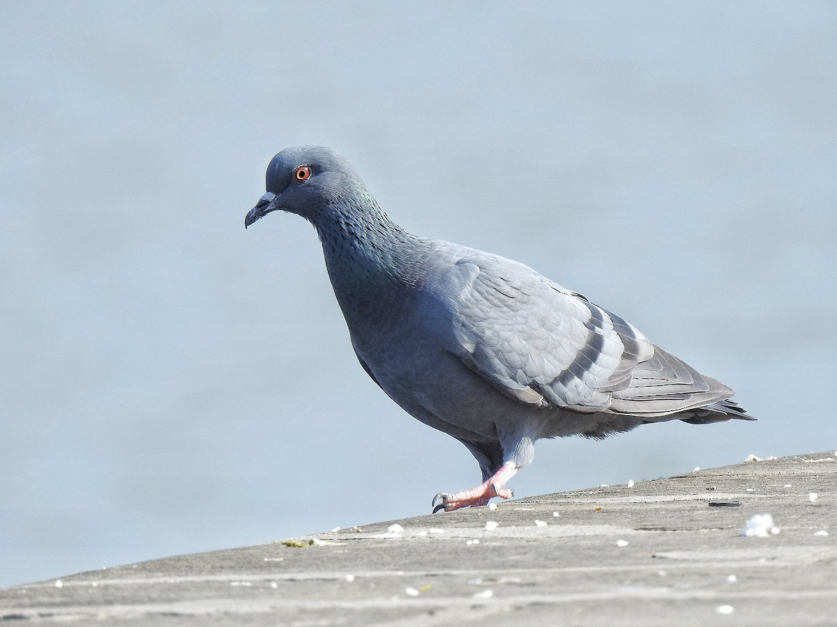 Rock Pigeon (Feral Pigeon) - ML420728391