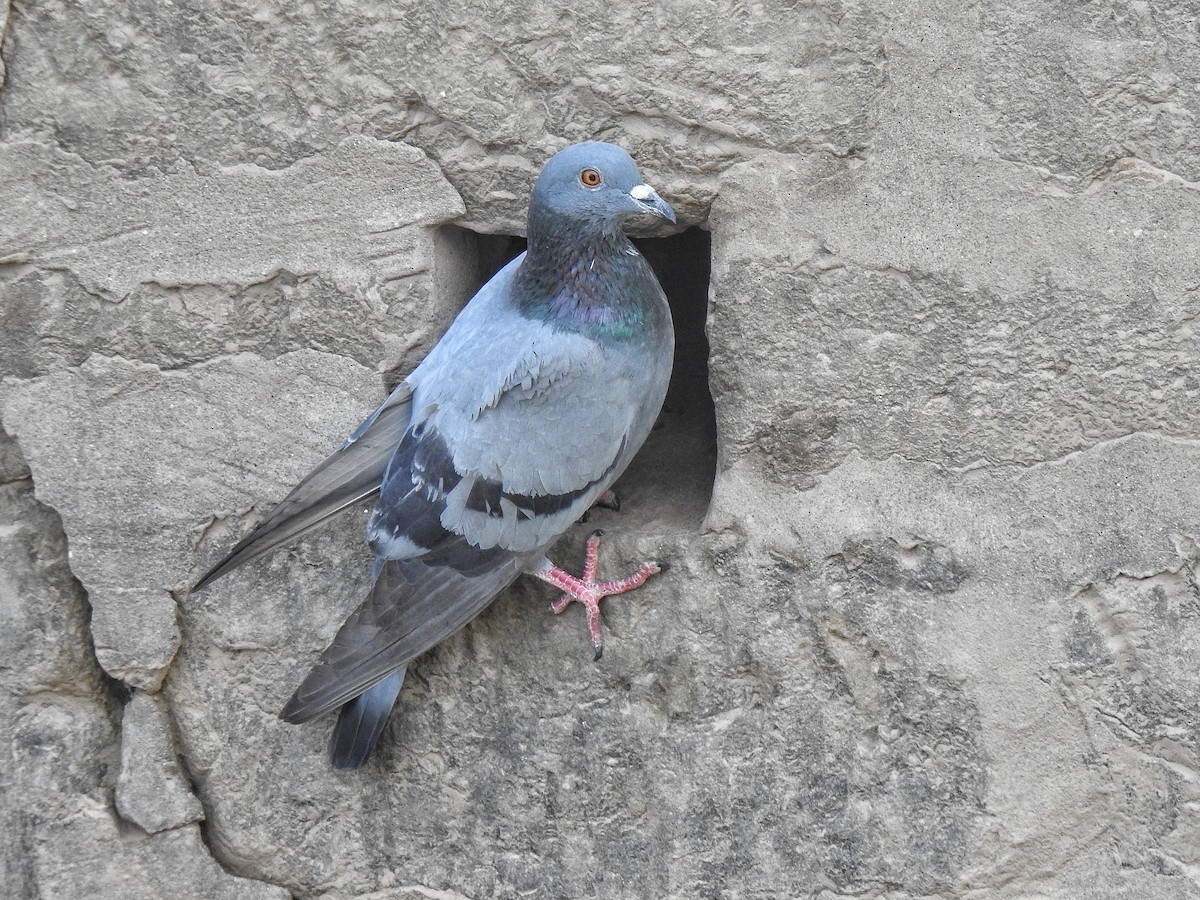 Rock Pigeon (Feral Pigeon) - ML420728521