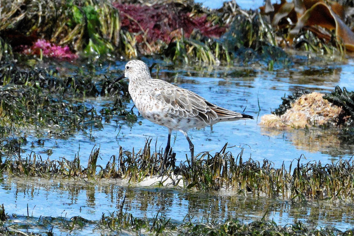 Great Knot - ML420730811