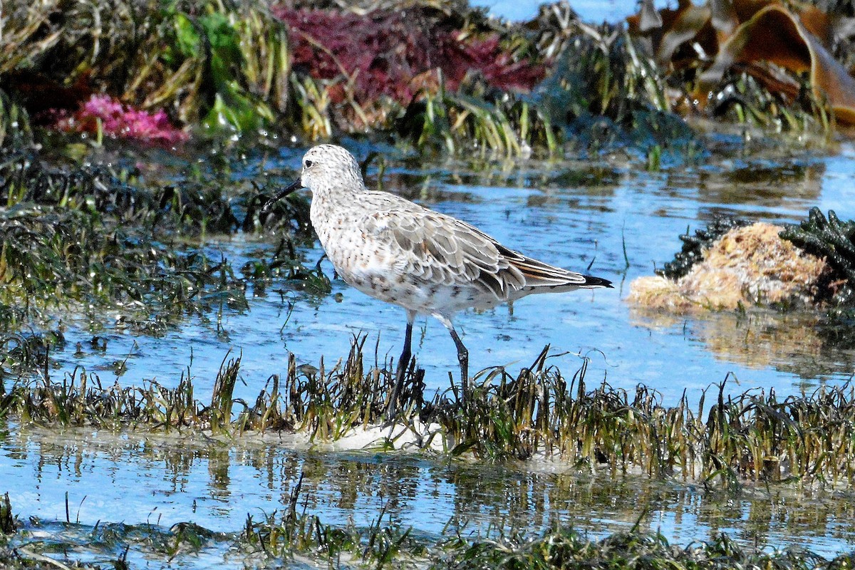 Great Knot - Peter Dunstan