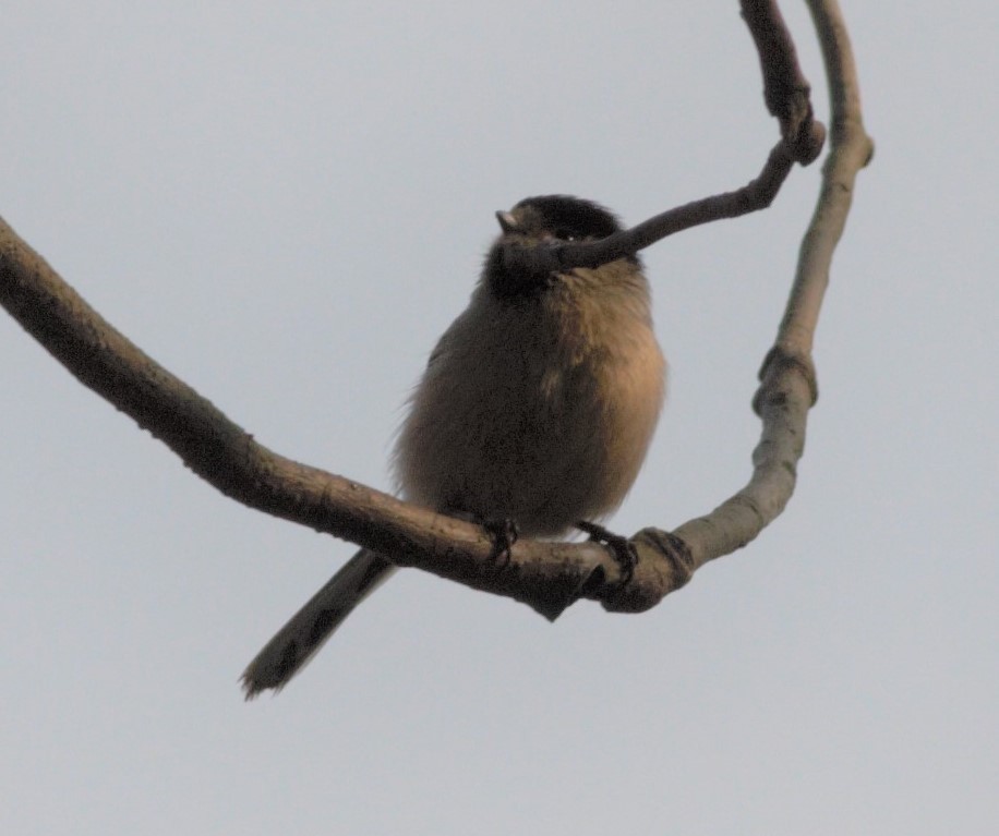 Silver-throated Tit - ML420732181