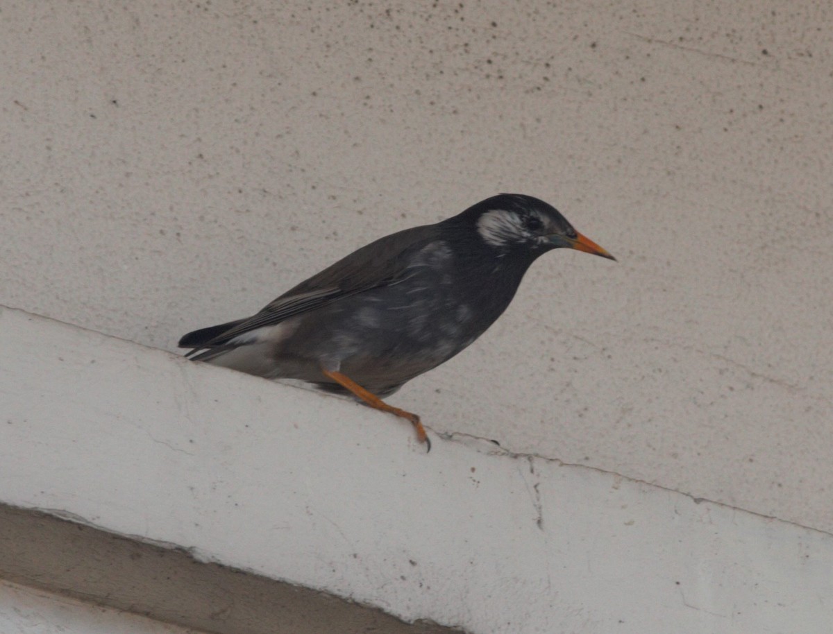 White-cheeked Starling - ML420732201