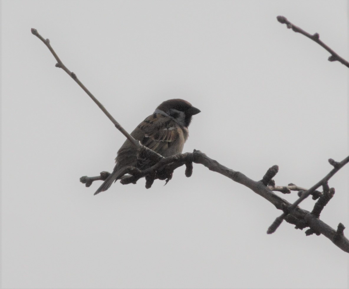 Eurasian Tree Sparrow - ML420732381