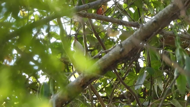 Thick-billed Warbler - ML420733351