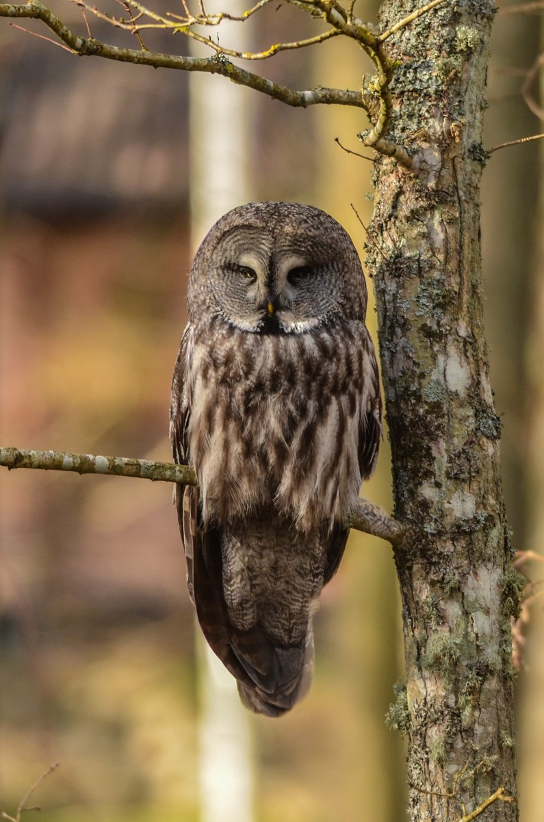 Great Gray Owl (Lapland) - ML420734081