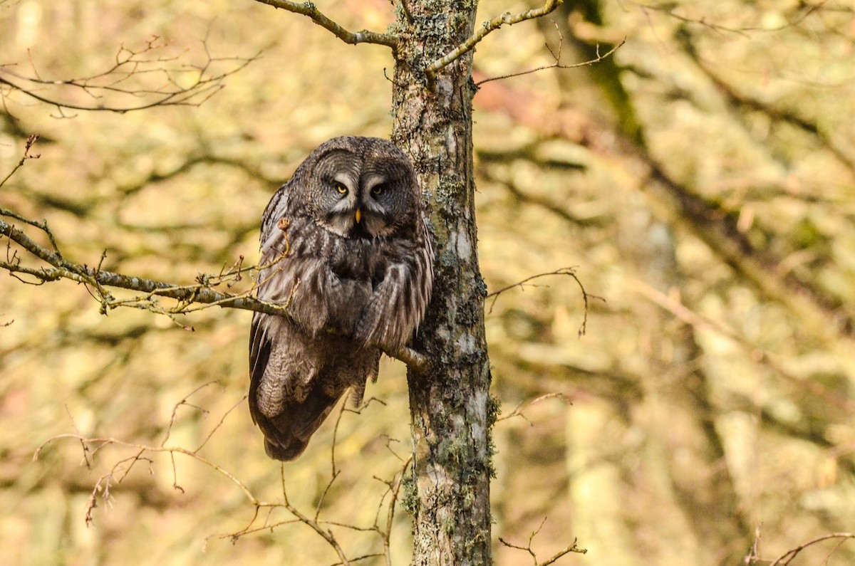 Great Gray Owl (Lapland) - ML420734091