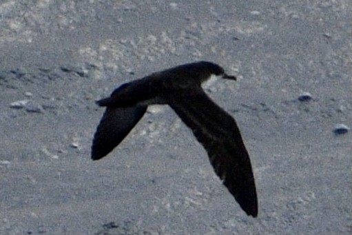 Galapagos Shearwater - ML420736081