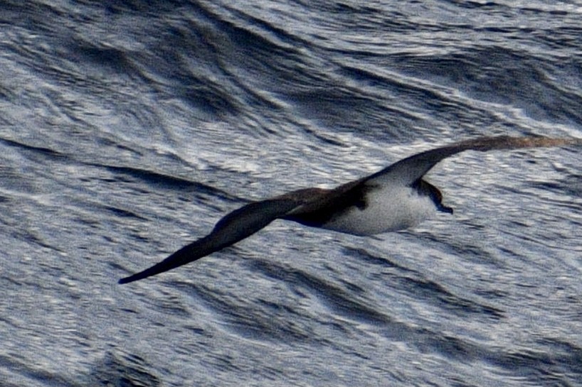 Galapagos Shearwater - ML420736091