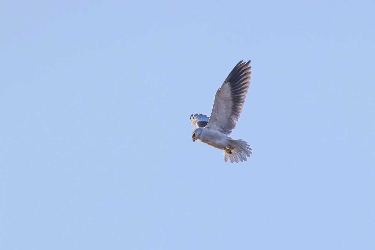 Black-winged Kite (Asian) - Liang XU