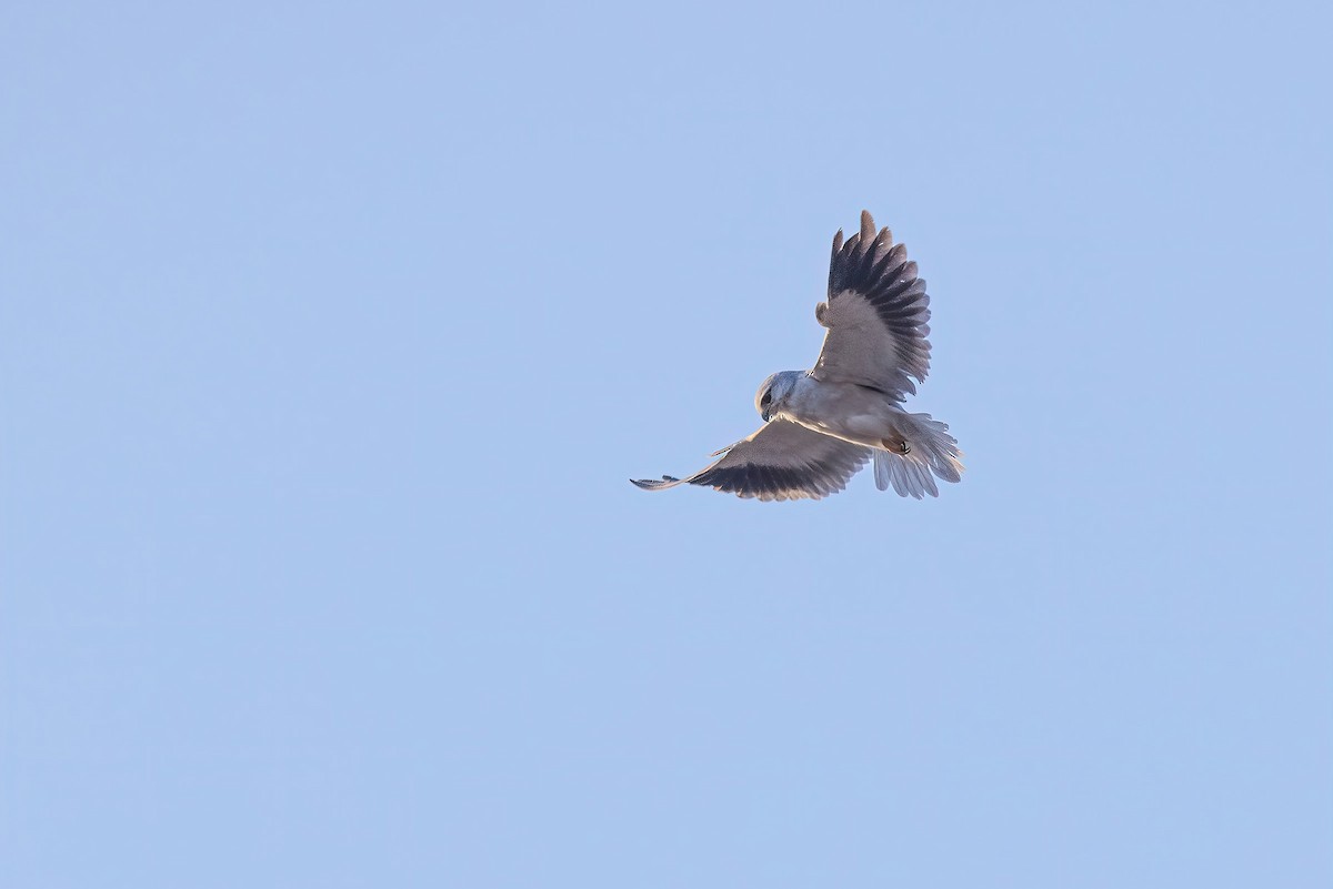 Black-winged Kite (Asian) - Liang XU