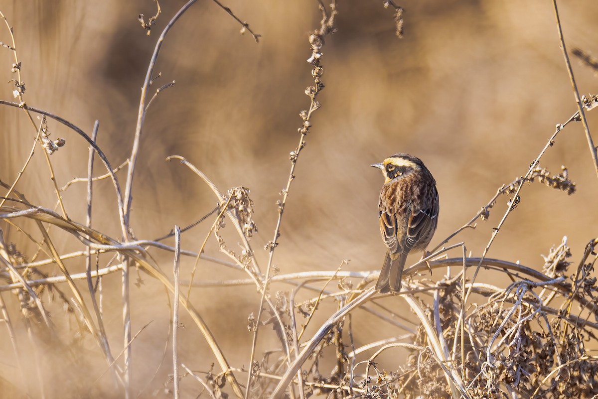 Siberian Accentor - ML420736791