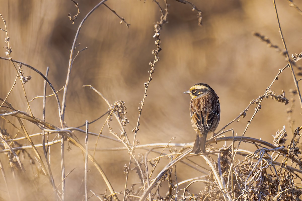 Siberian Accentor - Liang XU